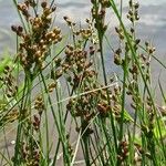 Juncus compressus Flor