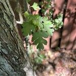 Crataegus marshallii Leaf