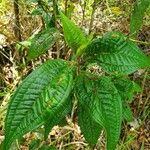 Miconia ibaguensis List