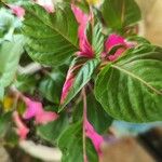 Alternanthera bettzickiana 葉