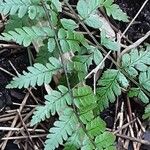 Dryopteris remota Ліст