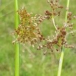 Juncus effusus果實