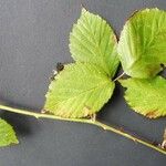 Rubus winteri Blad