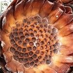 Protea caffra Fruit