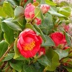 Camellia sasanqua Hábito