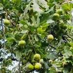 Quercus robur Mbuma