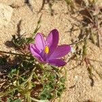 Romulea requienii Floro