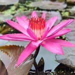 Nymphaea rubra Fiore