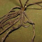 Prescottia stachyodes Corteza