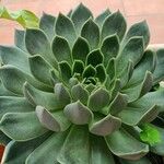 Echeveria agavoides Feuille