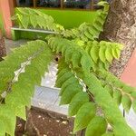 Phyllanthus acidus ഇല