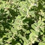 Teucrium scordium Blad