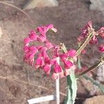 Euphorbia magnifica Blüte