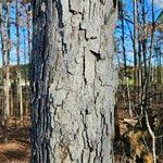 Quercus alba 樹皮