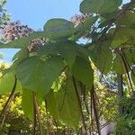 Catalpa ovata 葉