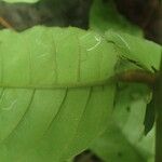 Trichilia prieuriana Feuille