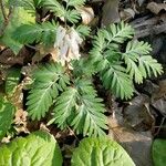 Dicentra canadensis Blatt