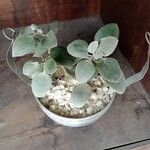 Kalanchoe hildebrandtii Leht