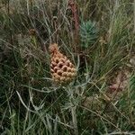 Rhaponticum coniferum Flower