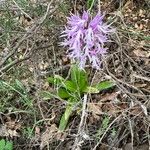 Orchis italica Облик