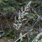 Calamagrostis varia Blomma