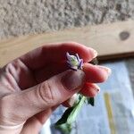 Viola jordanii Çiçek