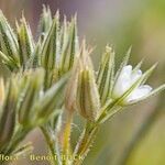 Minuartia glomerata Fruit