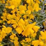 Genista lydia Flor