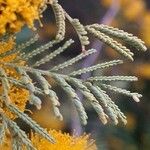 Vachellia caven Φύλλο