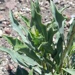 Grindelia chiloensis Leaf