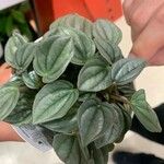 Peperomia albovittata Leaf