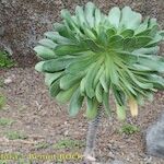 Aeonium appendiculatum عادت داشتن