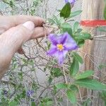 Solanum aviculare Flor