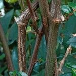 Begonia fuchsioides Kéreg