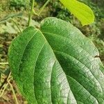 Clerodendrum welwitschii Leaf