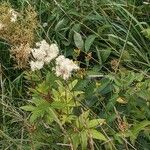 Filipendula ulmaria Агульны выгляд