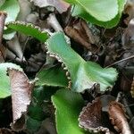 Adiantum reniforme Folio