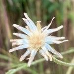 Cyanus segetum Fruit