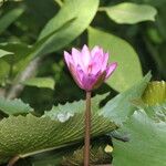 Nymphaea rubra Flower