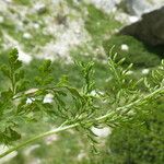 Cryptogramma crispa Leaf