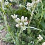 Antennaria neglecta Blüte