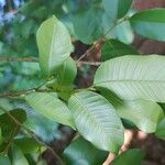 Chrysophyllum hirsutum Leaf