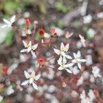 Micranthes petiolaris Flower