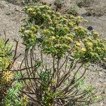 Carlina salicifolia Облик