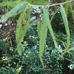 Salix nigra Leaf