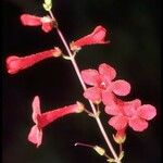 Penstemon utahensis Flor