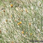 Bebbia juncea Natur
