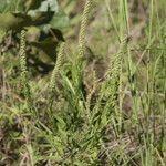 Ambrosia bidentata Habit