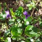 Viola odorata Feuille