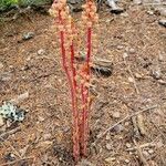 Pterospora andromedea Flower